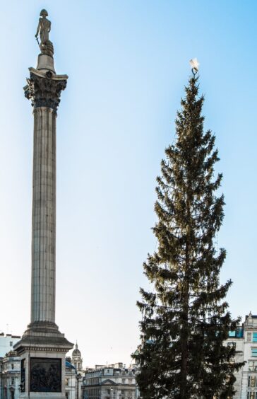 The famous Norway spruce at Trafalgar Square.