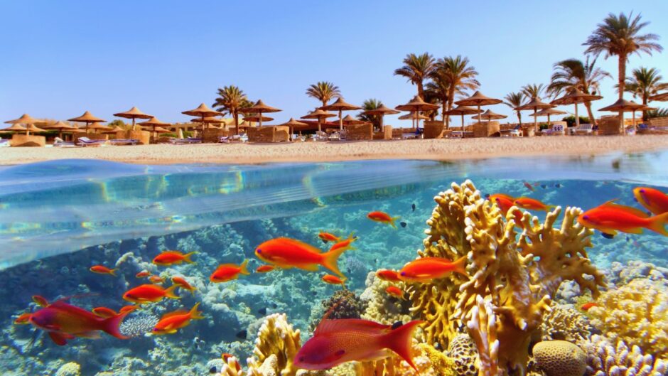 Tropical coral reef and fish in the Red Sea.