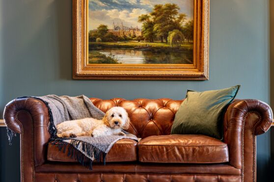 Your dog will feel like a king for a day at Melville Castle.