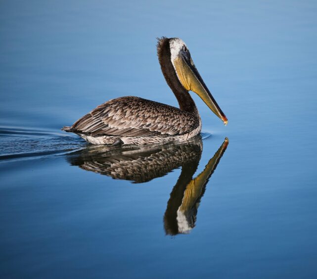 Morro Bay is excellent for wildlife spotting.