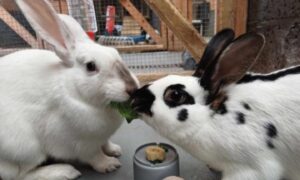 Juniper and Rowan are among a number of animals in need of a new home.