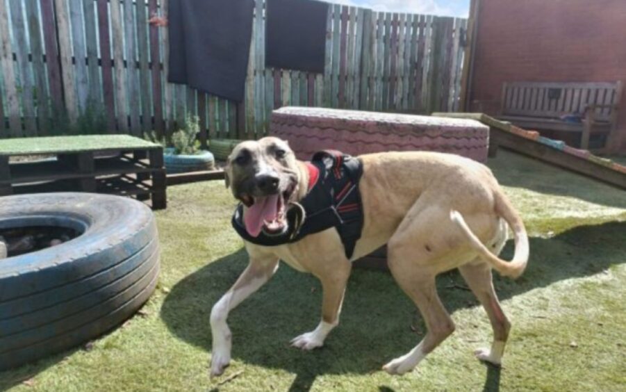 Lurcher Arizona is a long-time resident in the Dunbartonshire centre.