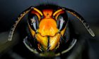 Yellow-legged Asian hornets prey on honey bee colonies and other insects.