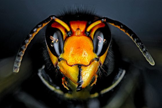 Yellow-legged Asian hornets prey on honey bee colonies and other insects.