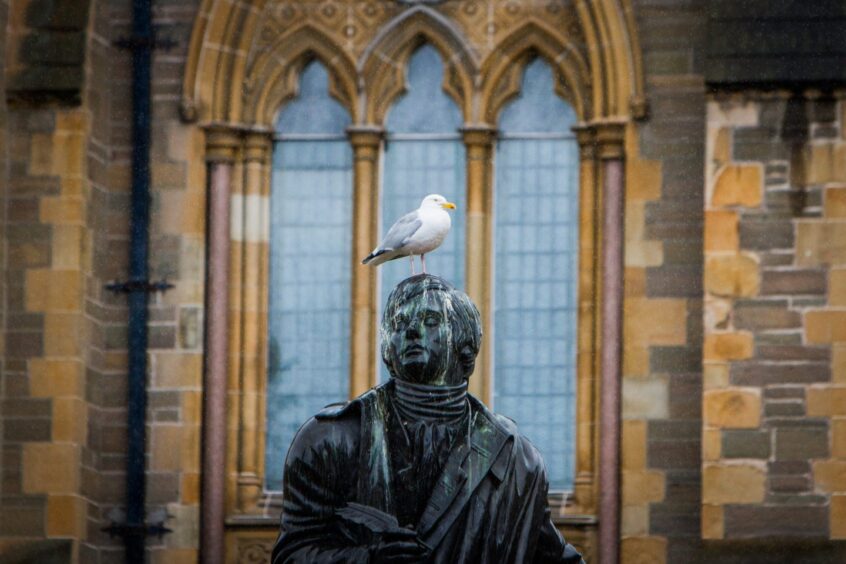 Seagulls in Dundee city centre.