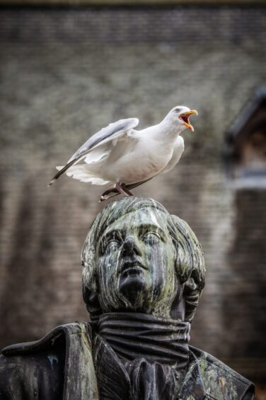 A seagull on Dundee's statue of Burns.