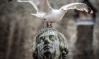 A seagull on Dundee's statue of Burns.