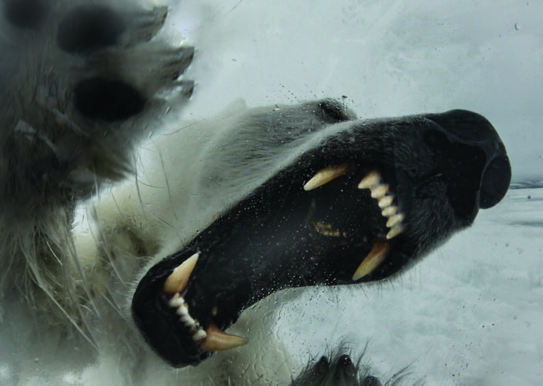 Gordon's view of the polar bear attack,