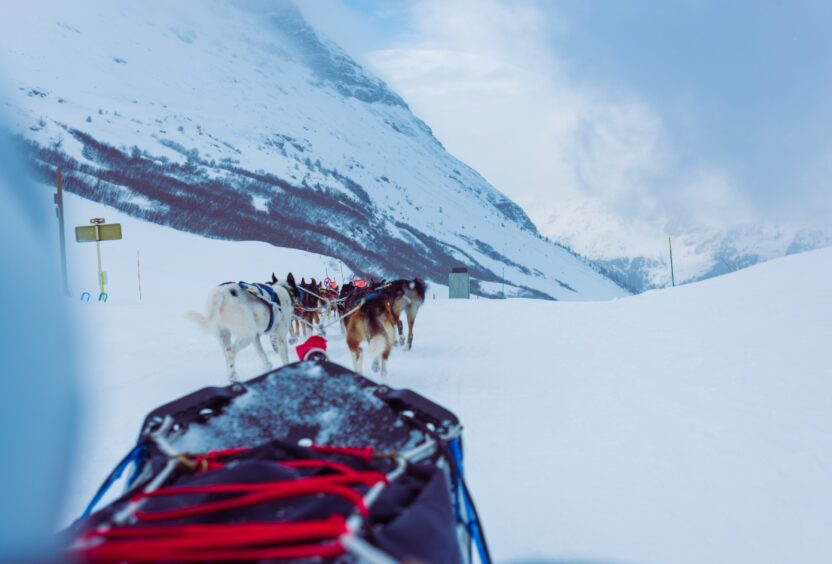 A dog-sledding ride around the mountain.