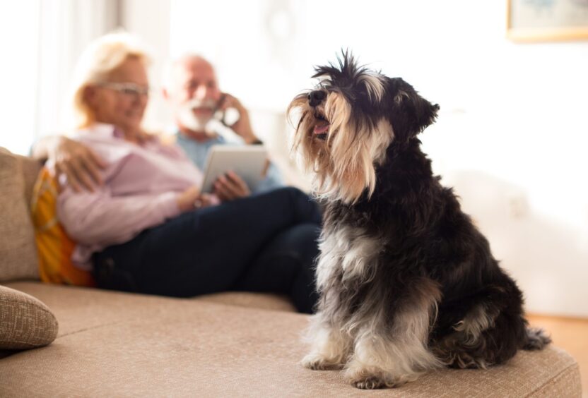 dog sitting with older couple in background