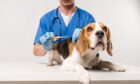 Microchips contain details such as a dog’s name, breed and owner – and do not expire, despite what the fake emails claim