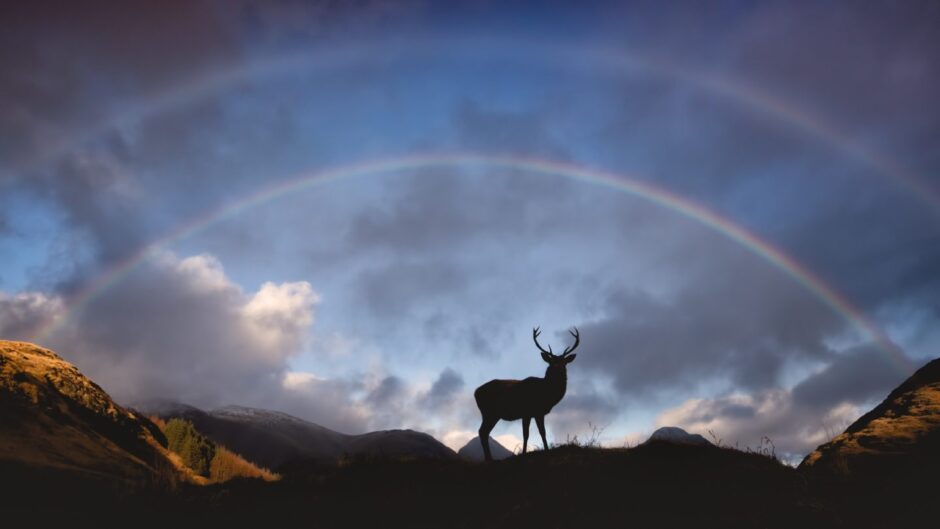 A wild red deer stag silhouetted on the Scottish hillside.