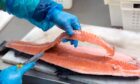 A stock image of fish processing plant. Norwegian firm Mowi say claims about conditions at its factory are ‘false and misleading’.