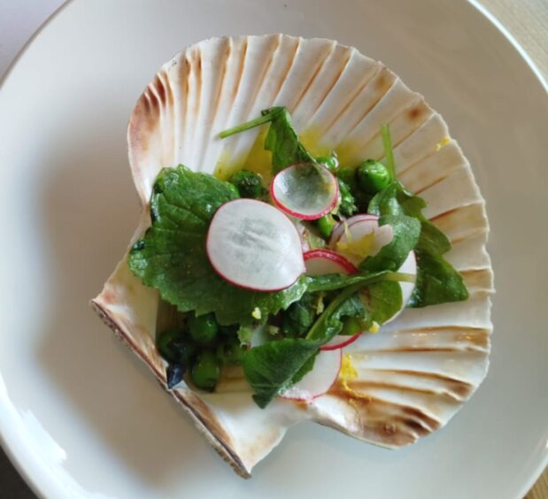 Scallops are a popular dish in restaurants.