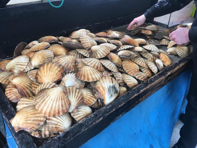Scallops sorted after being harvested.