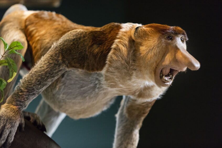 The roaring proboscis monkey.