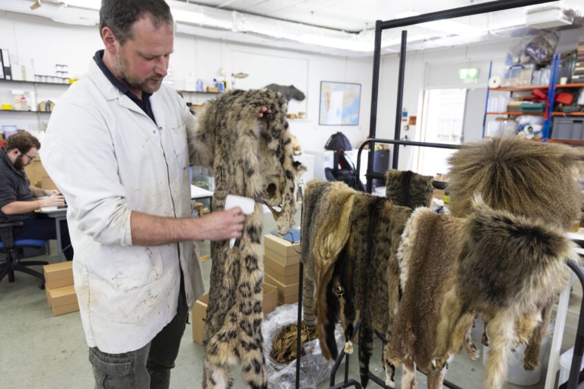 Georg Hantke, Curatorial Preparator, preparing big cat skins.