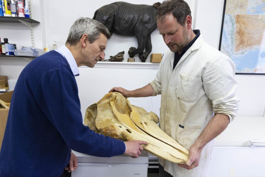 Georg Hantke (right) and Professor Andrew Kitchener examine a marine mammal skull. 