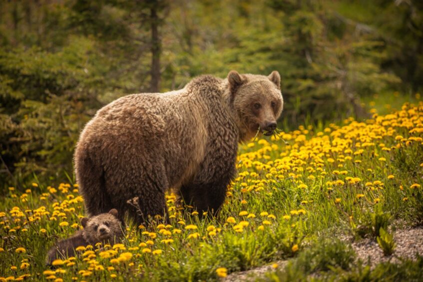A mama grizzly and her cub in Jasper National Park