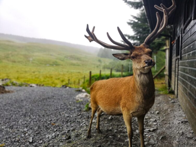 Red-Deer-Galloway-Forest-Park-Scotland
