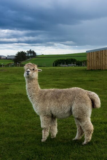 An alpaca.
