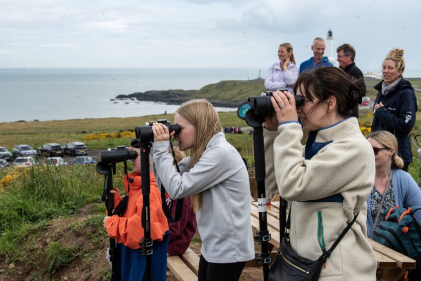Dolphin spotting at Greyhope Bay