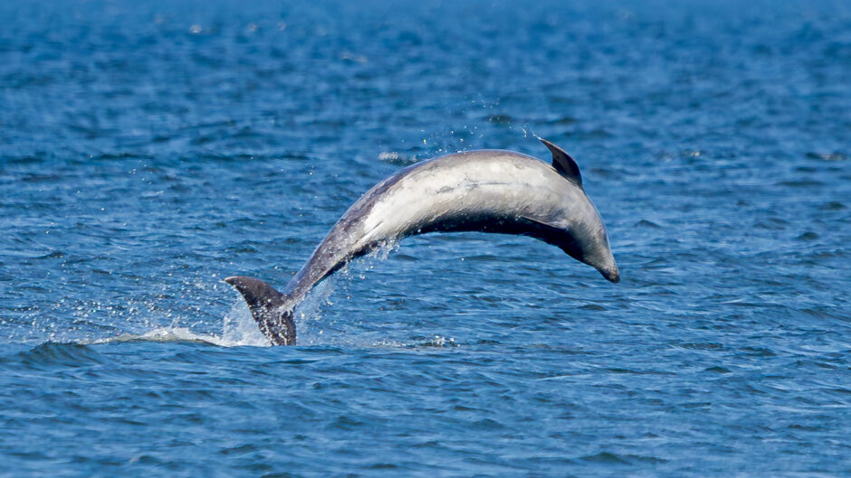 A dolphin leaps from the water.