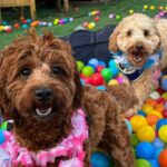 Unleash the fun! More of our pampered pooches are getting pawfect parties
