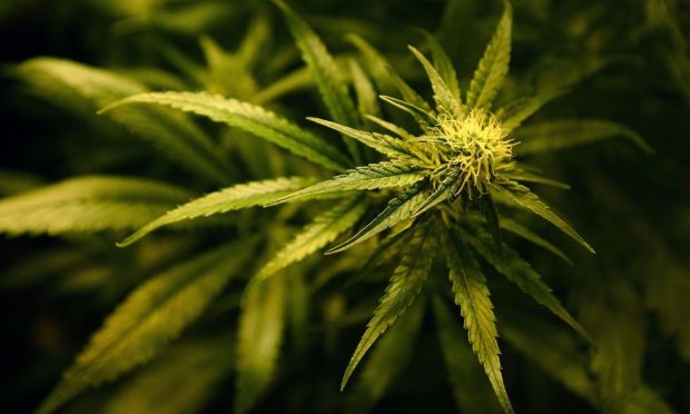 Police seized 245 cannabis plants for an address in Ellon. Image: Shutterstock.