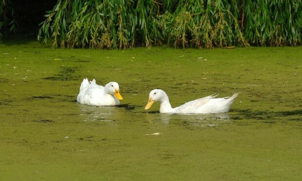 Ducks on a pond with blue-green algae. The toxin has been uncovered in Caithness