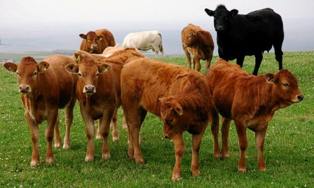 The survey respondents revealed that 26 beef enterprises planned to cease all together.