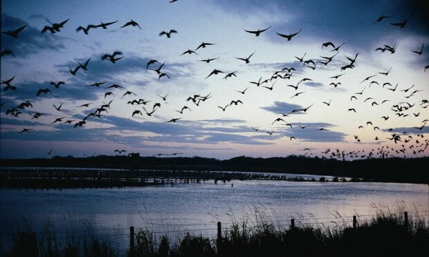 Loch of Strathbeg attracts hundreds of geese every year.