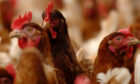 FOR THE BIRDS: One poultry farmer called the quoted electricity contract costs 'frightening'.