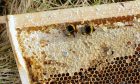 The study found agriculture had a positive impact on honey bee health