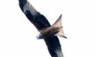 Red kites are a protected species. Image: Sandy McCook/ DC Thomson.