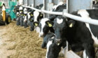 The total number of
milking cows in Scotland is below 180,000.