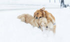 Jasper and Bampot the dogs enjoys the snow in the Scottish Highlands.