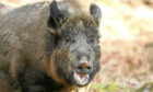Wild boar. Image: Stock.