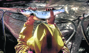 Fisherman holding salmon