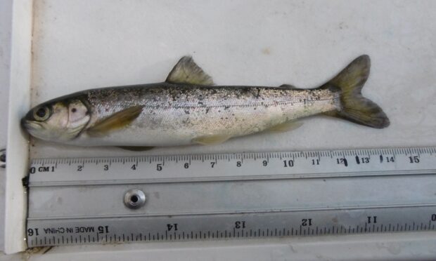 A smolt, or young salmon, recorded by the River Dee Trust. Image: River Dee Trust.