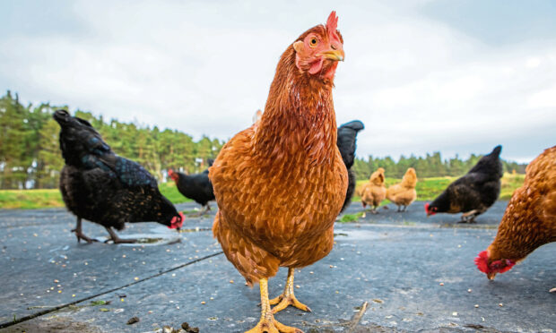 Poultry keepers are urged to prepare against the threat of bird flu. Image: Image: Steve MacDougall / DC Thomsin.