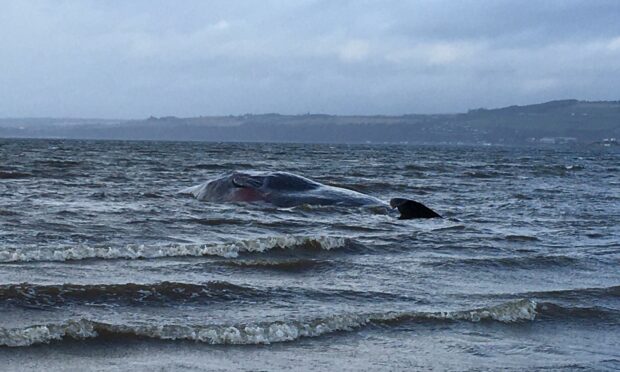 It is not the first time a whale has washed ashore near Ardersier, as this image from January 2020 illustrates.