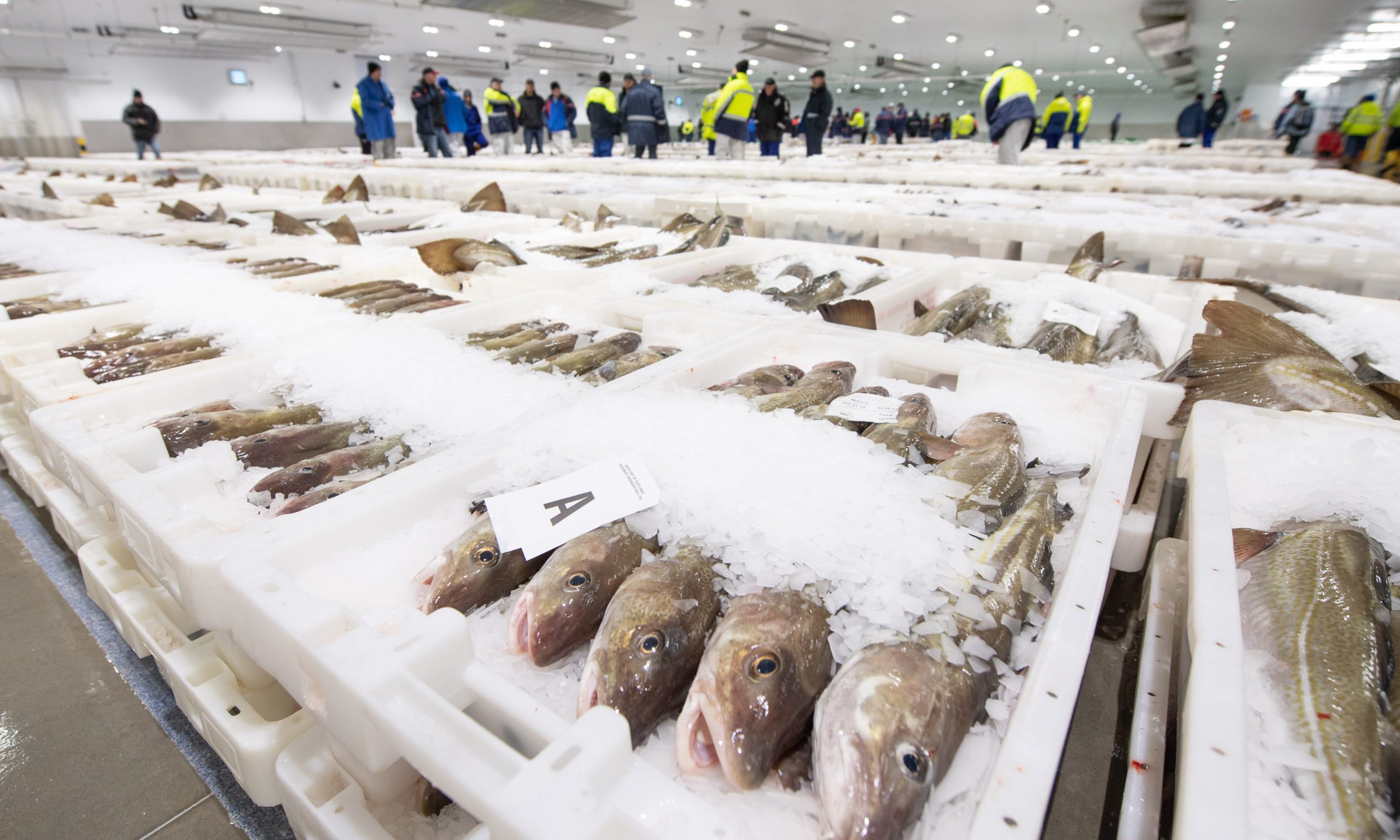 Fish landings are still big business for Peterhead.