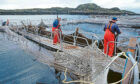 Salmon sector cites new job potential.