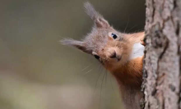 The red squirrel took an unfortunate plunge. Picture by David Sherriff.
