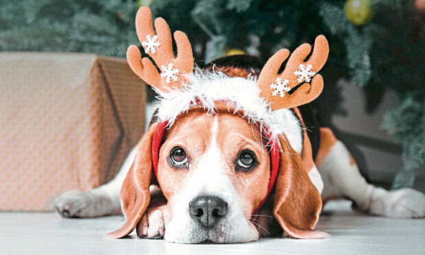 Beautiful beagle dog posing as a reindeer sits near a Christmas tree.