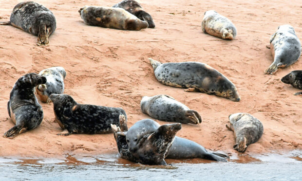 The sight of seals on the beach can encourage people to get too close. Image: Colin Rennie/DC Thomson