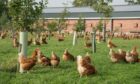 Free range hens on a farm. They are not kept indoors in this image as is required when there is a bird flu outbreak.