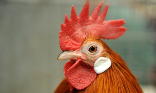Bird flu has been found in a backyard flock in Aberdeenshire