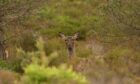 Red deer hind found in "needless suffering" after being shot in Glen Etive. Image: Scottish Gamekeepers